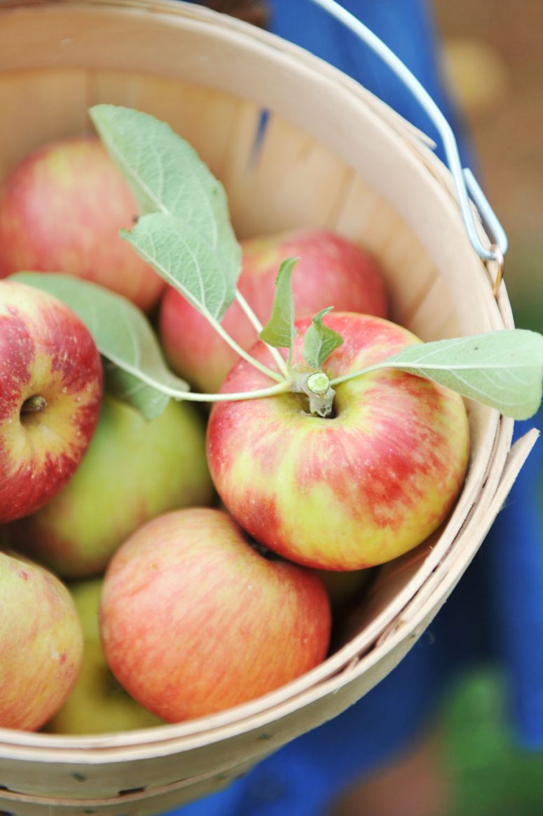 Apple of My Eye