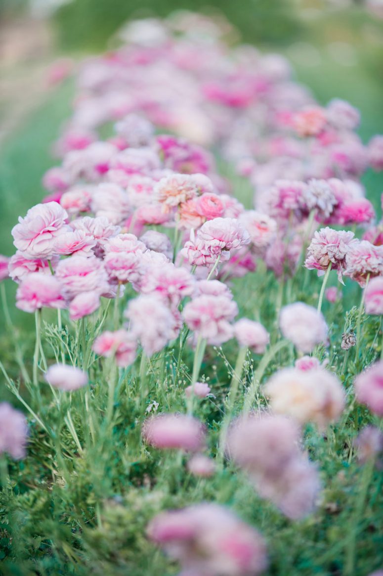 Wild Blooms Farm with the Happy Wish Company