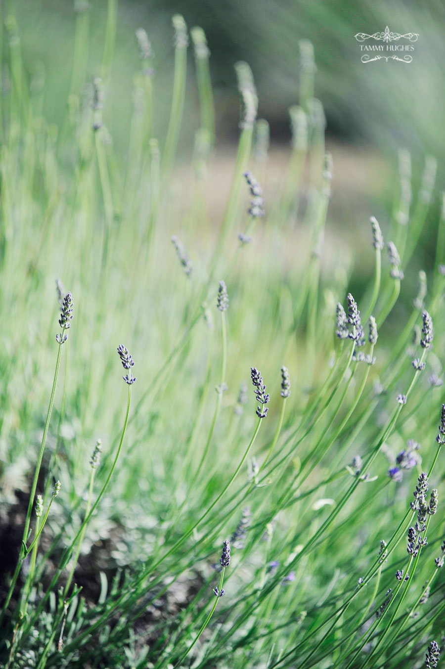 Tammy Hughes Modesto Wedding Photographer Pageo Lavender Farm