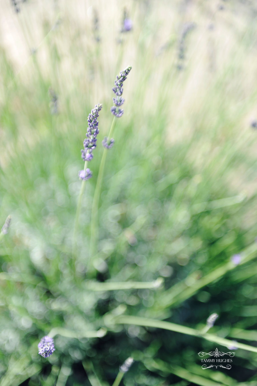 Tammy Hughes Modesto Wedding Photographer Pageo Lavender Farm